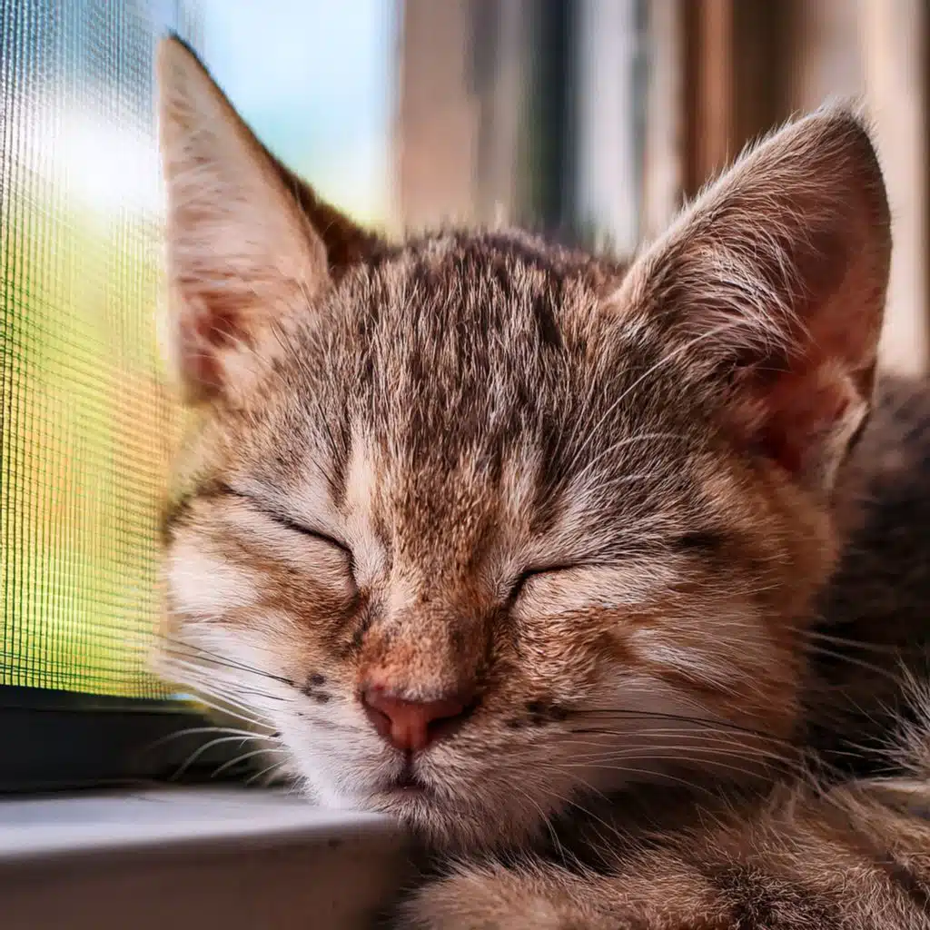 The Stillness Behind the Stare