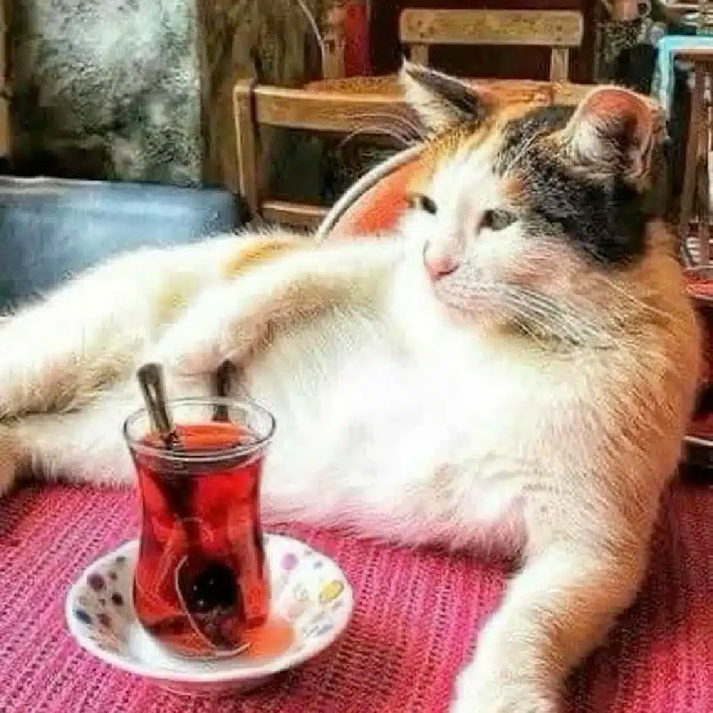 أغاني الصباح