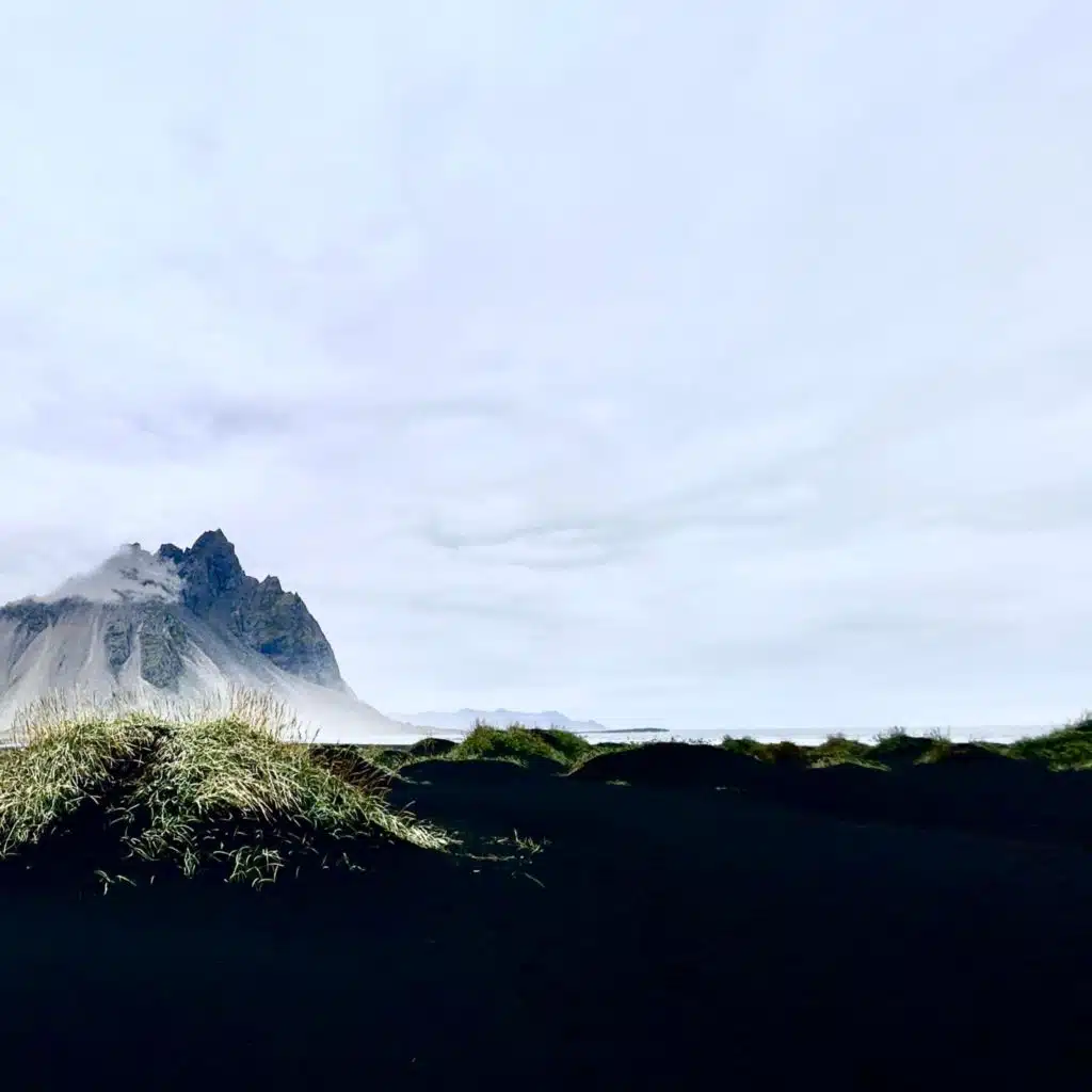 green grass & brown leaves