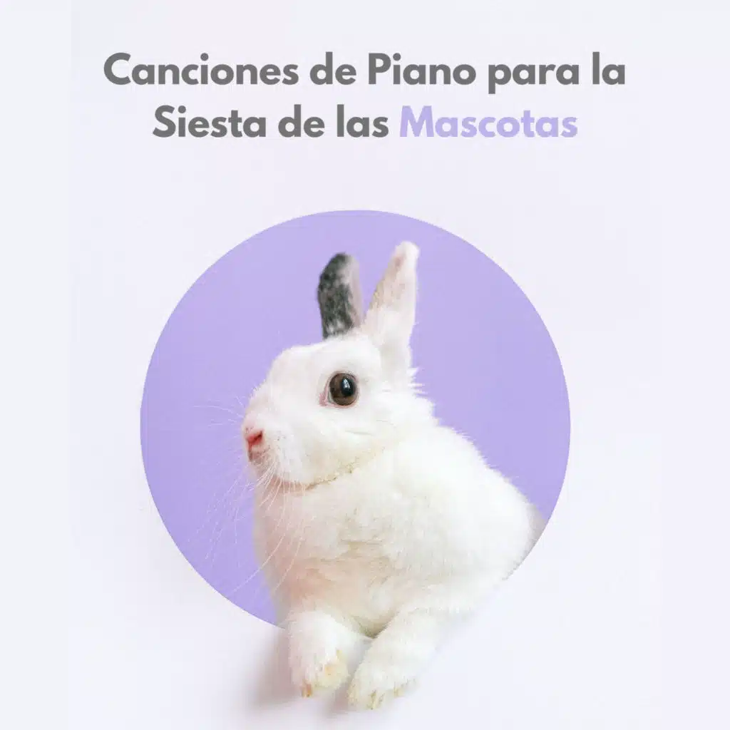 Canciones De Piano Para La Siesta De Las Mascotas