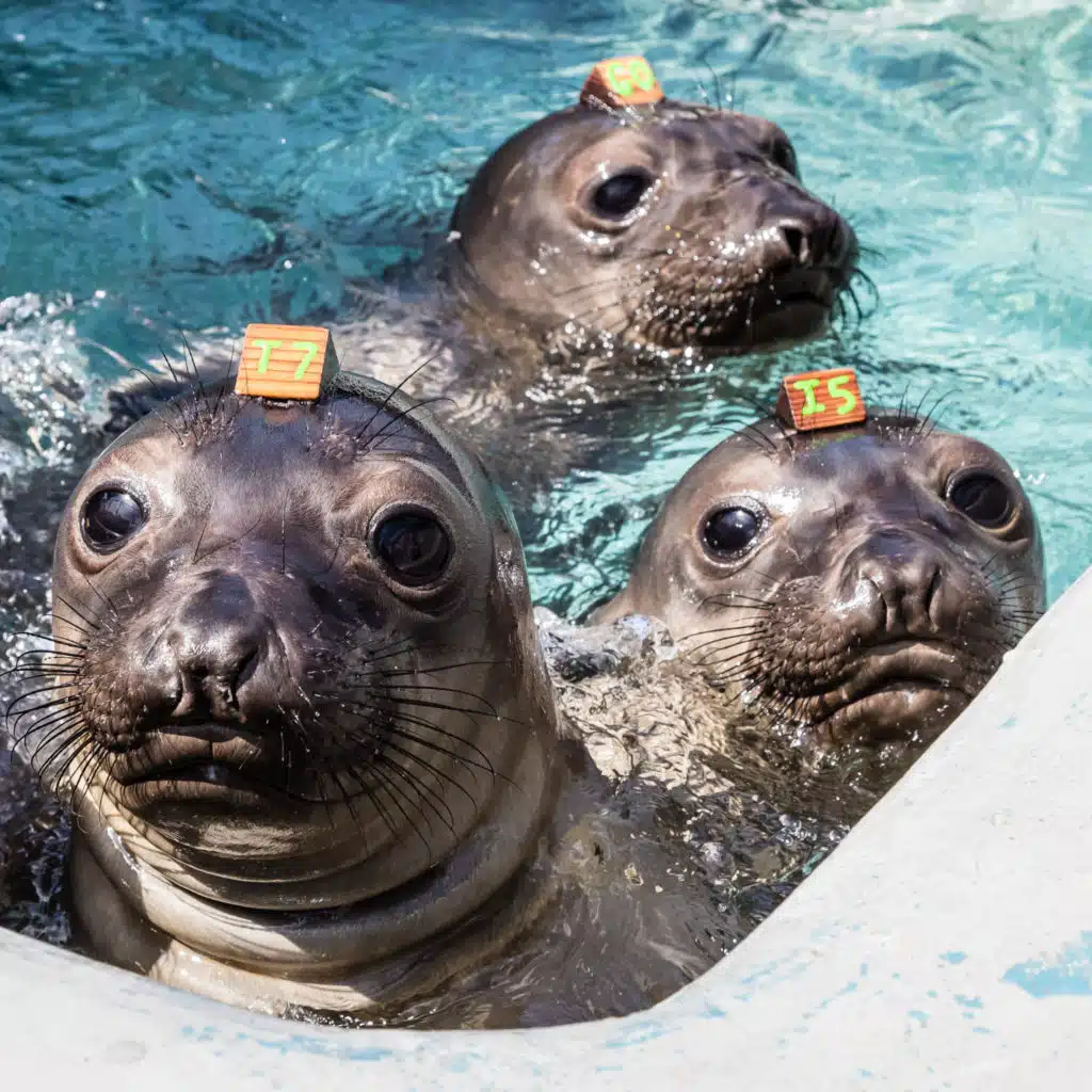What’s a seal? What’s a sea lion?