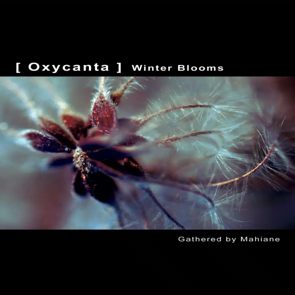 Oxycanta Winter Blooms