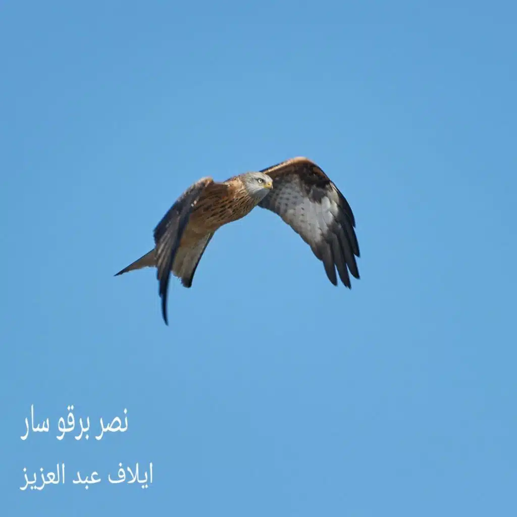 نصر برقو سار