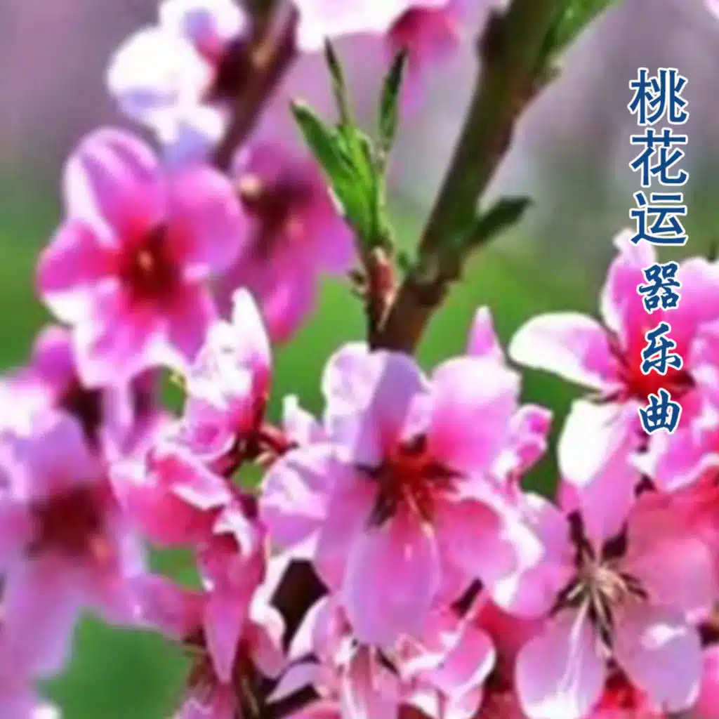桃花运 (器乐曲)