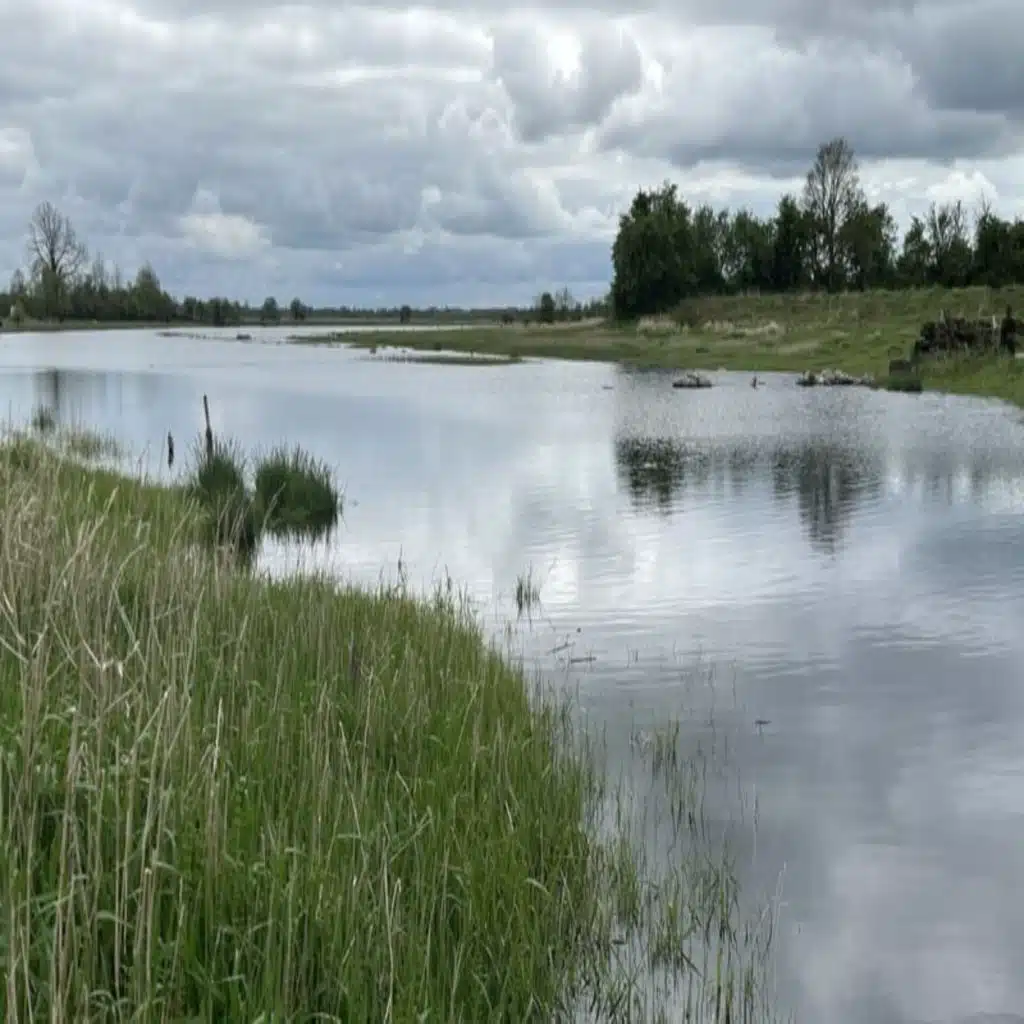 New technology monitoring for presence of corncrake birds around the Shannon callows