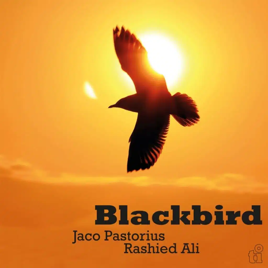 Blackbird (Live)