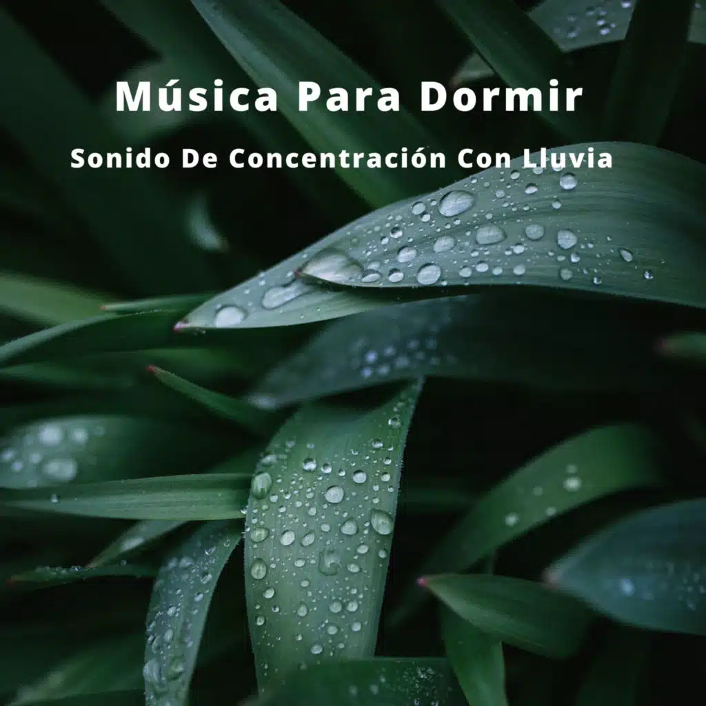 Música Para Dormir: Sonido De Concentración Con Lluvia
