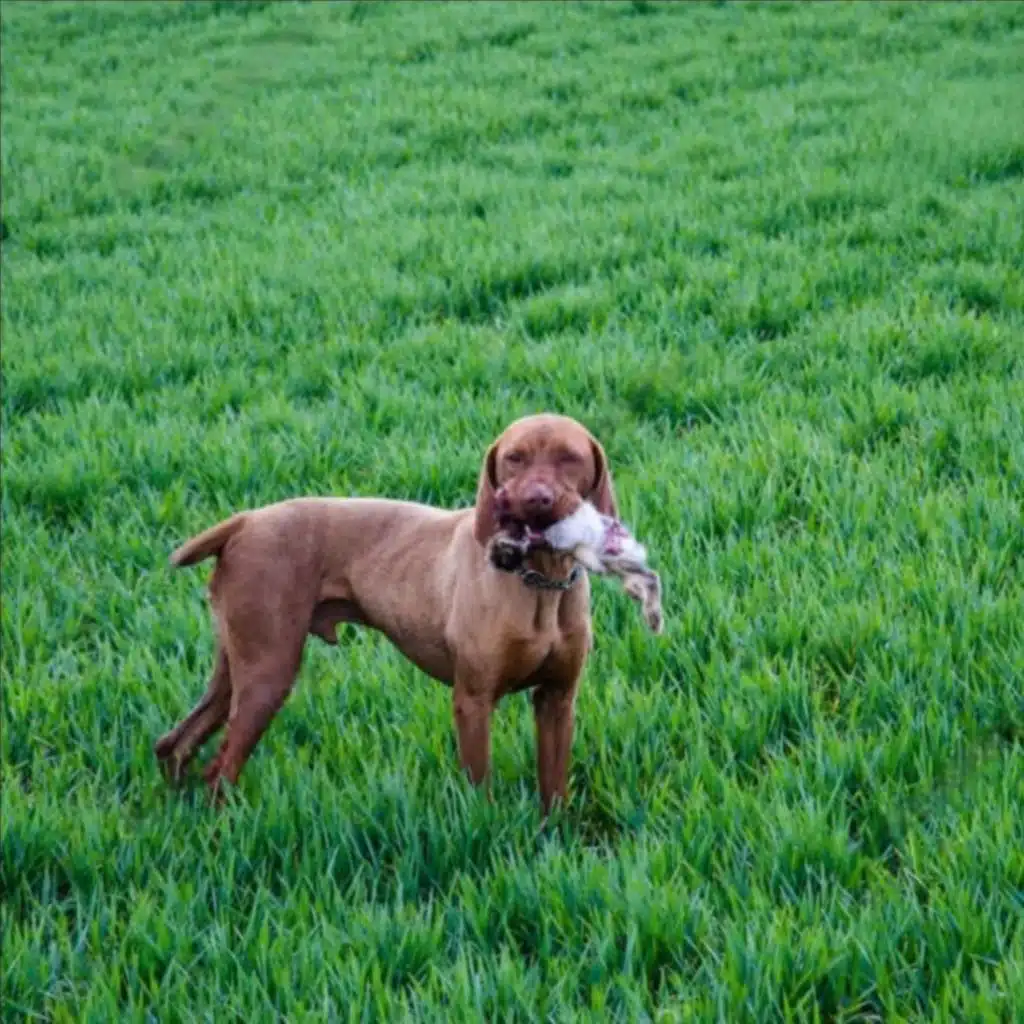 dog demos