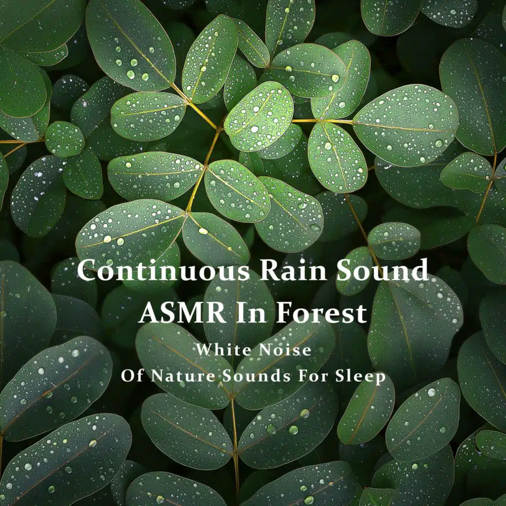 Continuous Rain Sound ASMR in Forest - White Noise of Nature Sounds for Sleep