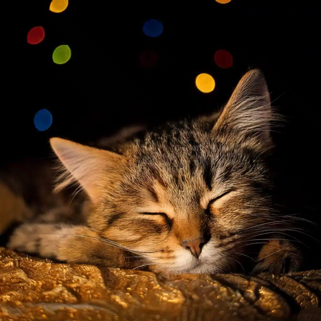 Chill Beats for Cats