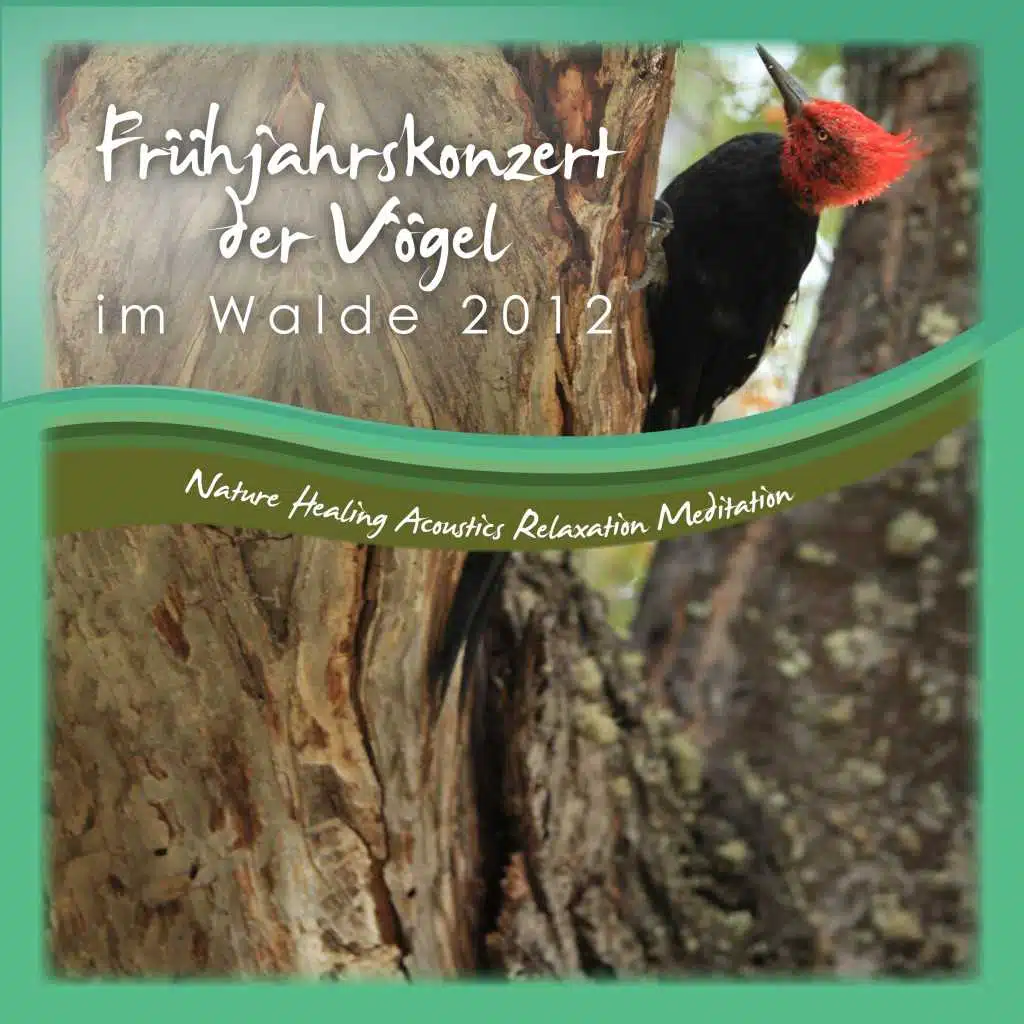 Frühjahrskonzert Der Vögel Im Walde 2012
