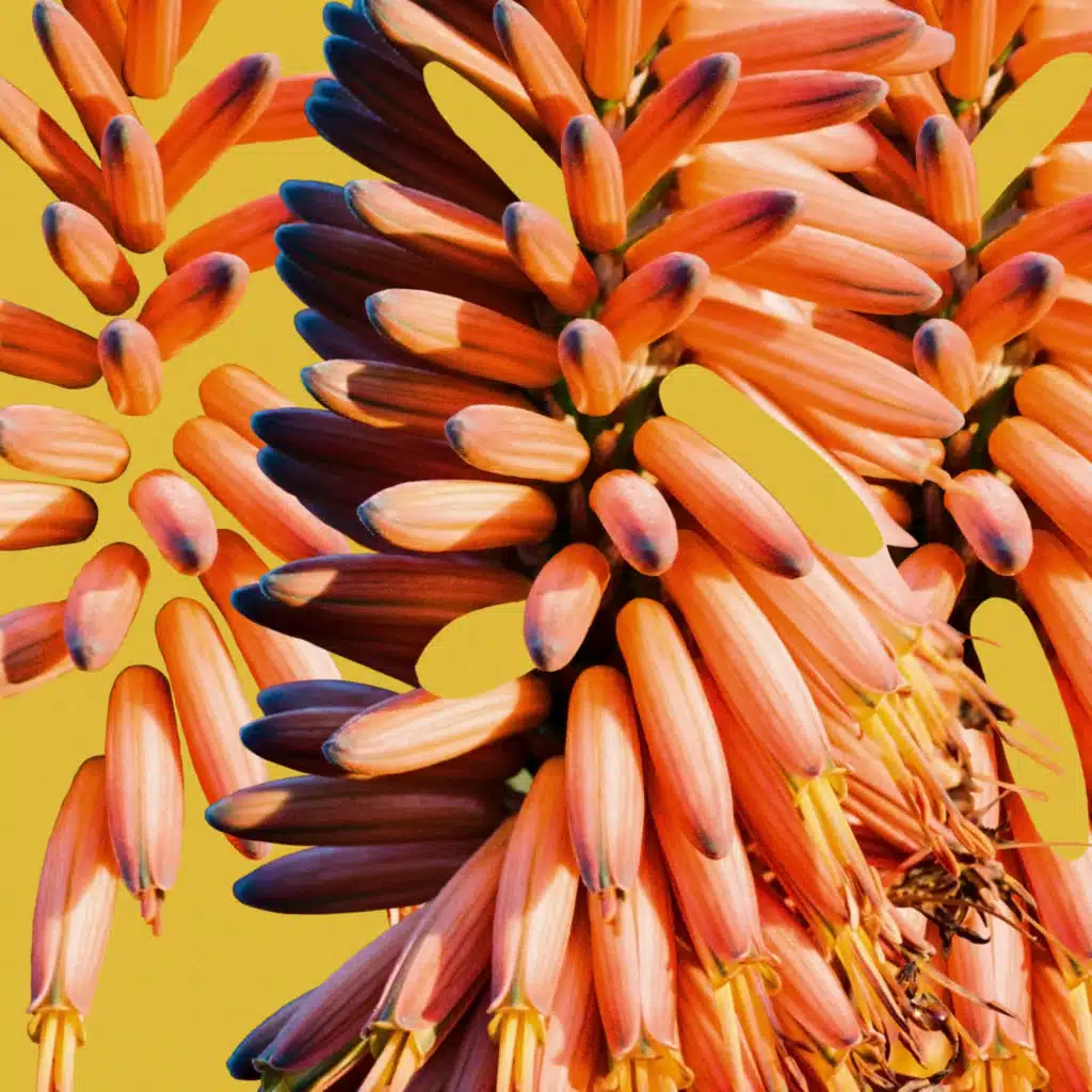 Sampology & Charlie Hill