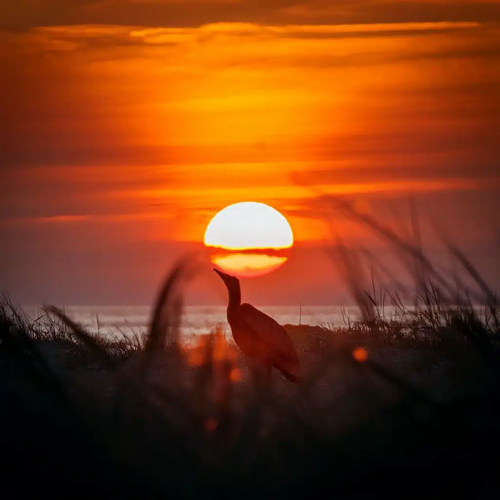 Music For Slow And Soothing Afternoons