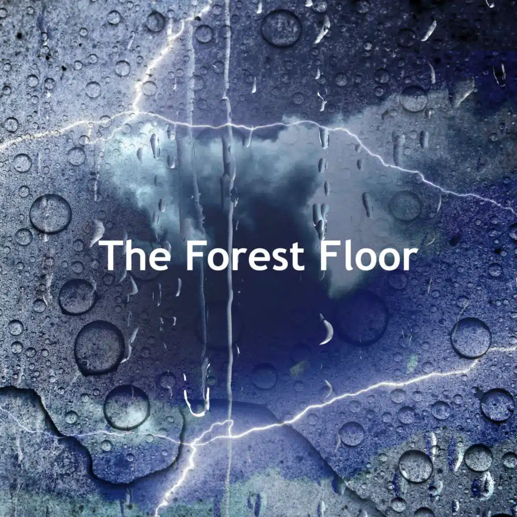 The Forest Floor
