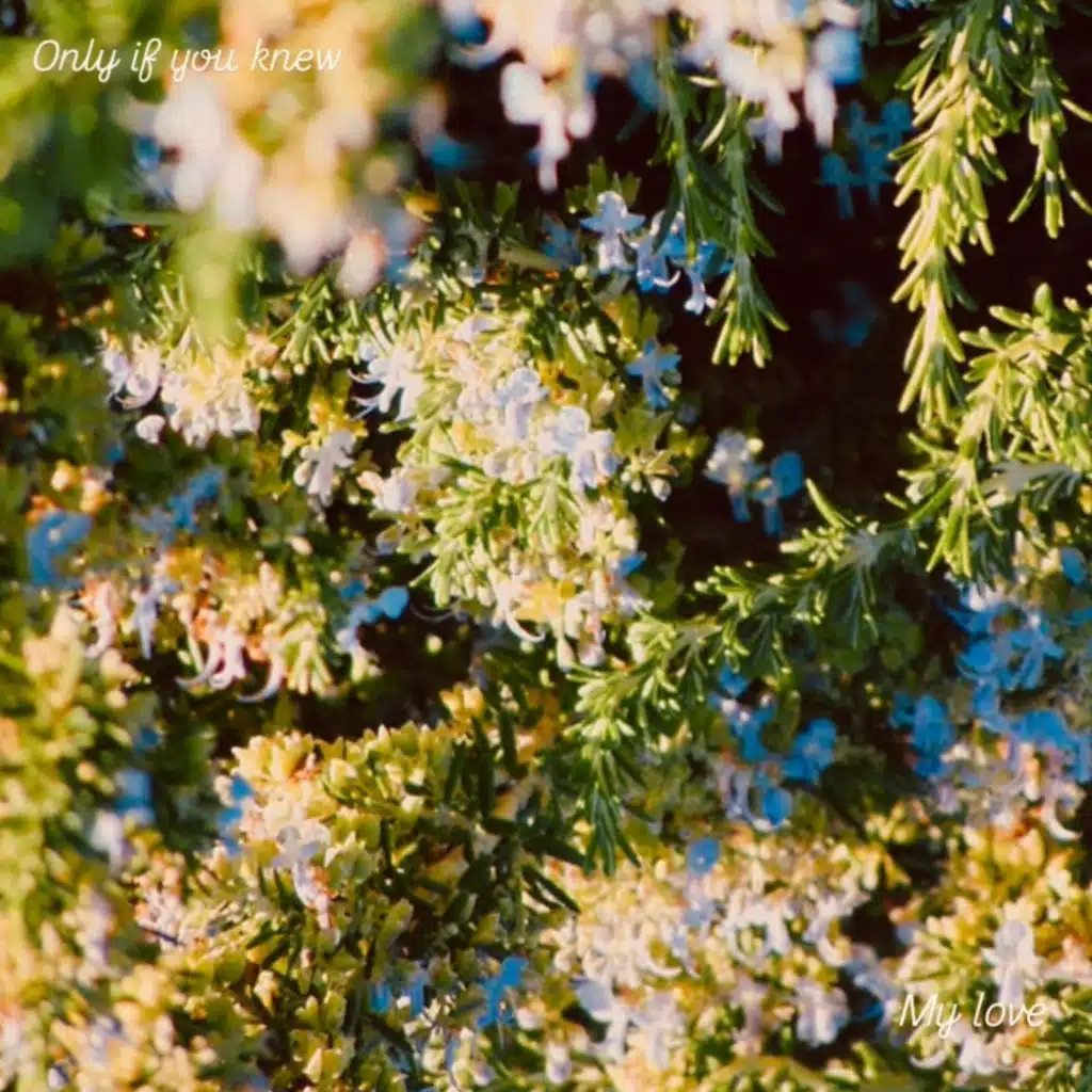 Sundown Smile (Instrumental)