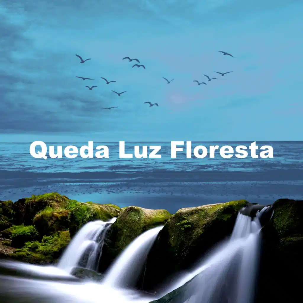Queda Luz Floresta