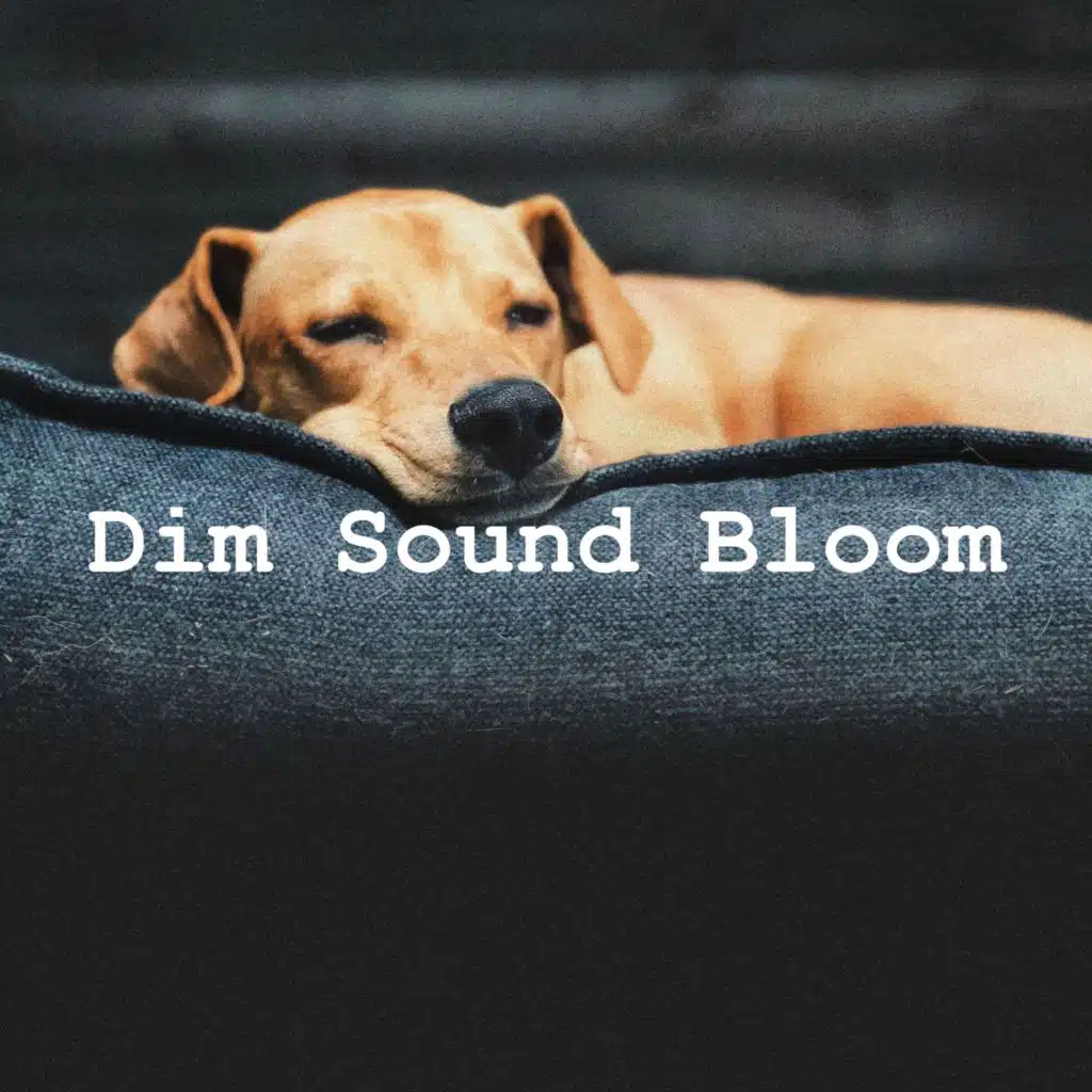 Dim Sound Bloom