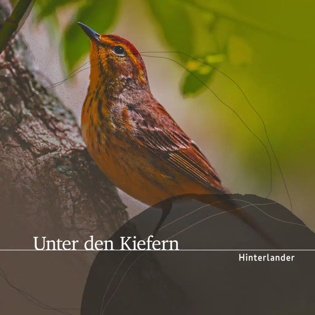 Unter den Kiefern