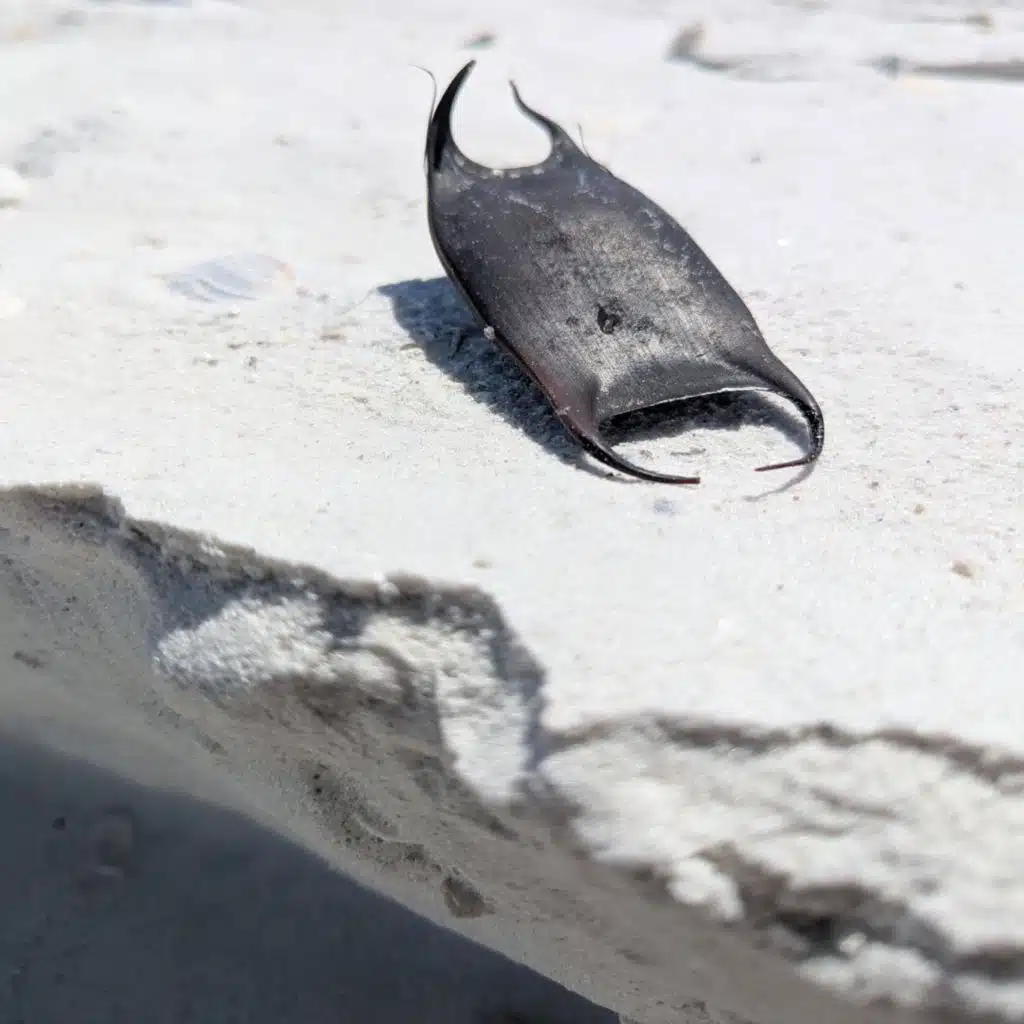 Tyler and Shannon: Two Headed Pepsi (EL4A Mix)