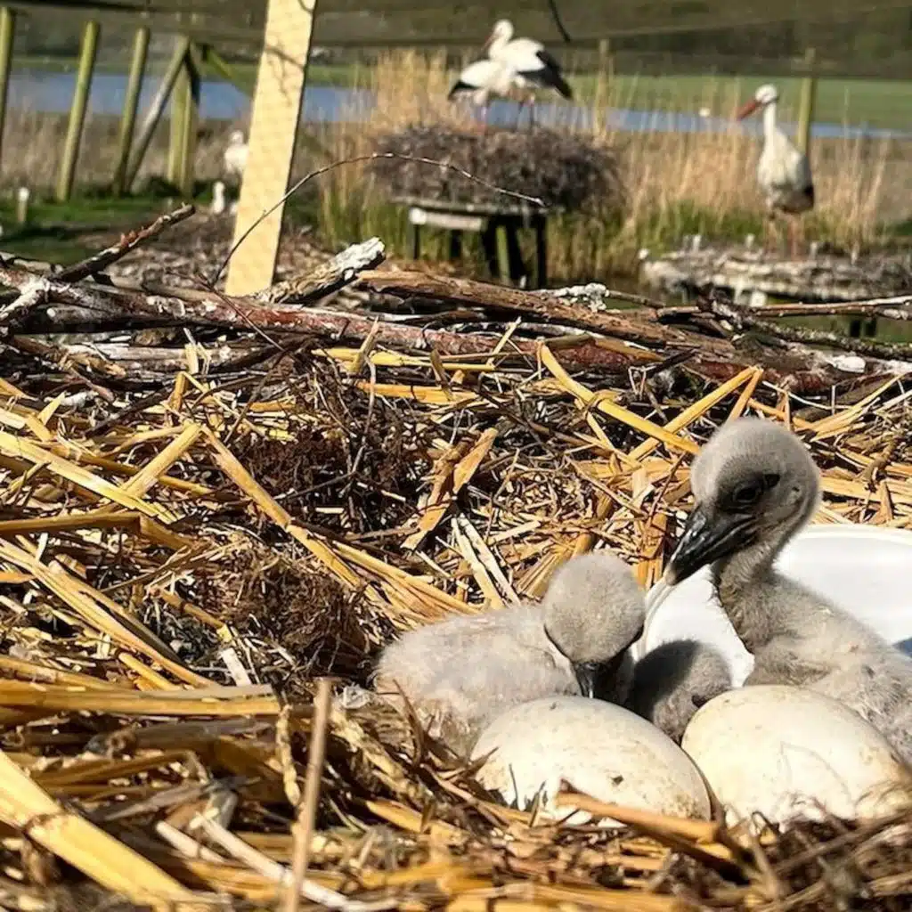 Fiery Crash Changes NASCAR Driver Michael McDowell’s Faith