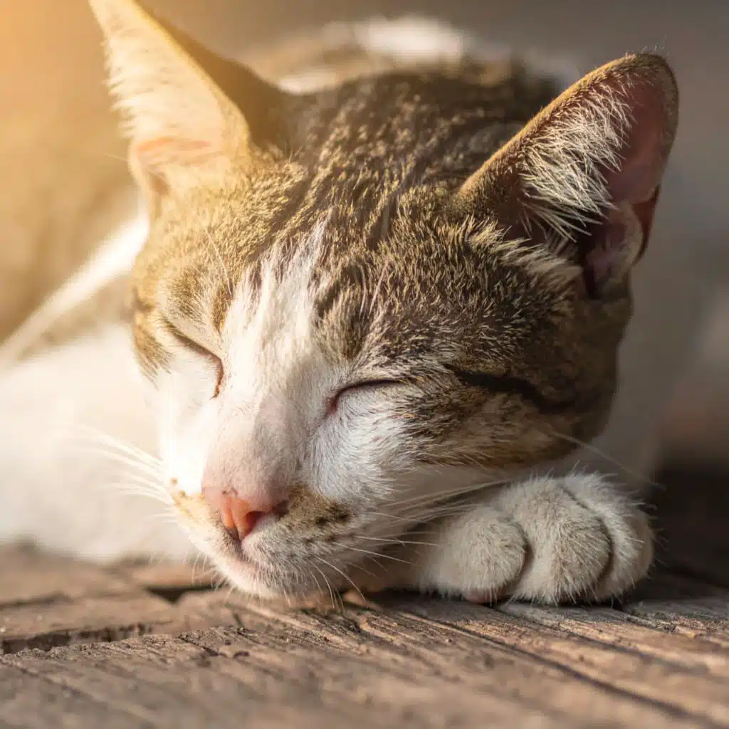 Ritmos De Hip Hop Suaves Para Calmar Gatos