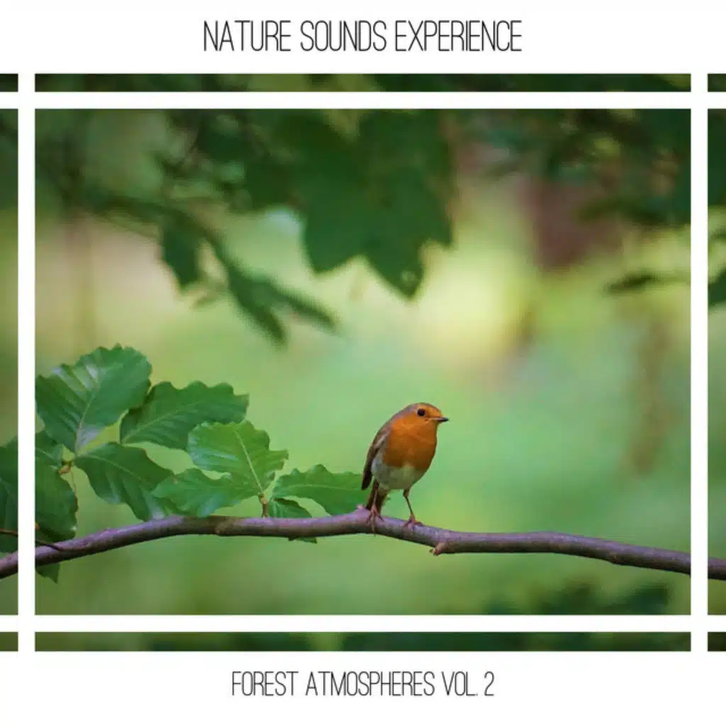 Forest Atmospheres Vol. 2