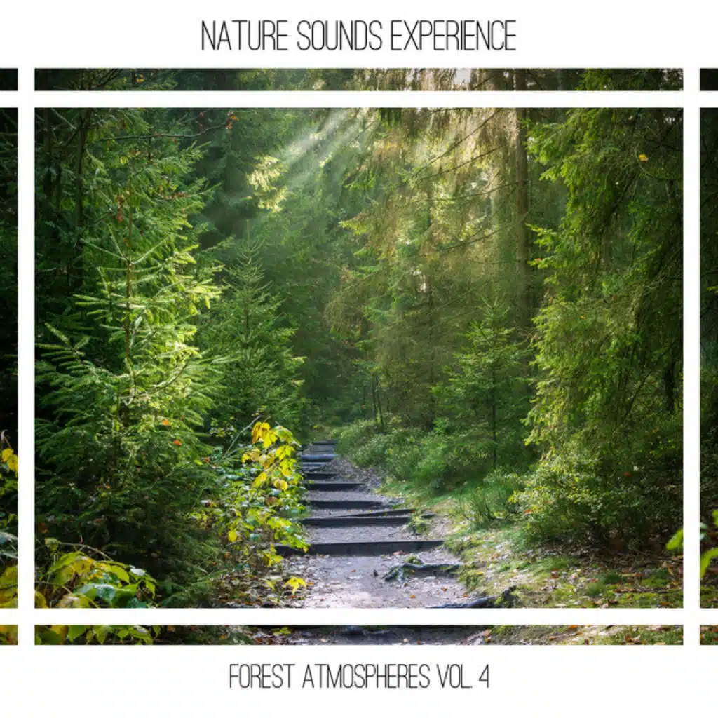 Forest Atmospheres Vol. 4