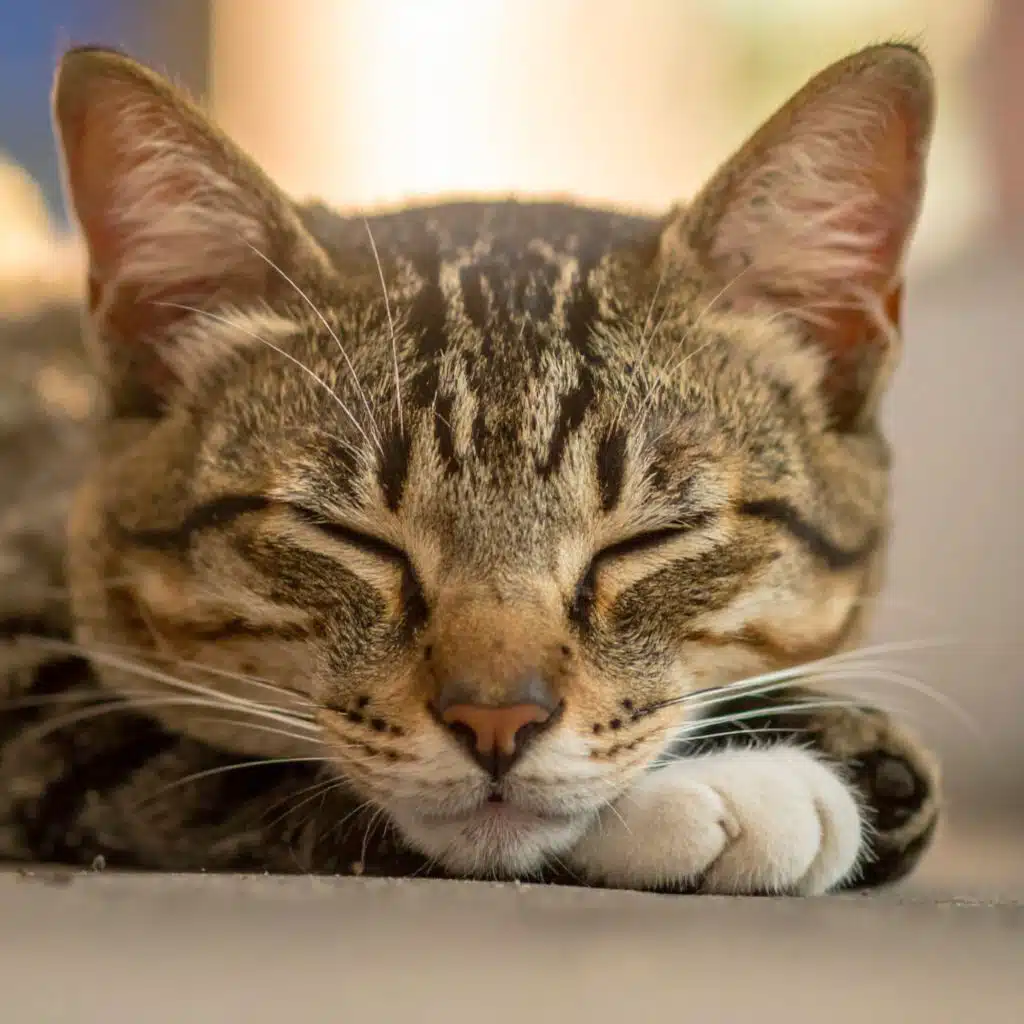 Ritmos Tranquilos Para Gatitos Relajados