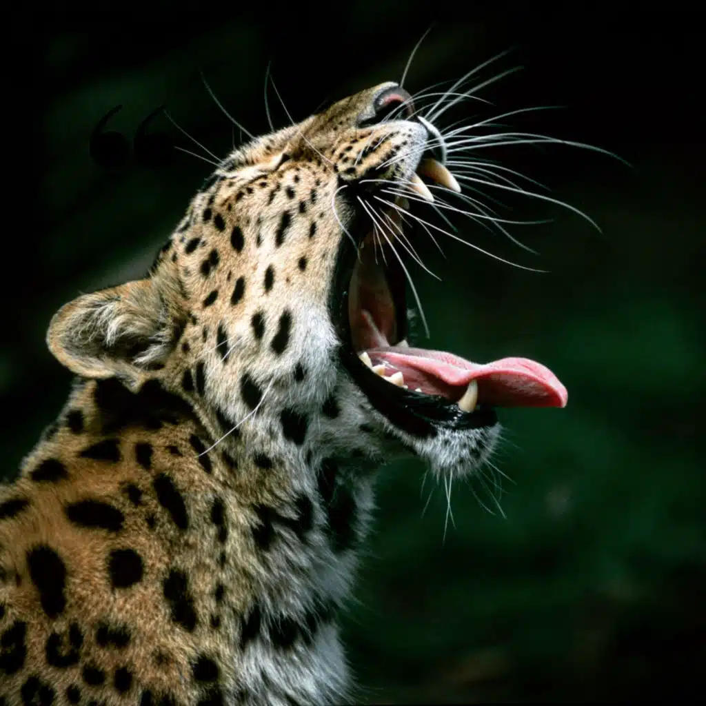 Discover the World of leopard: Unveiling the Secrets of These Majestic Creatures