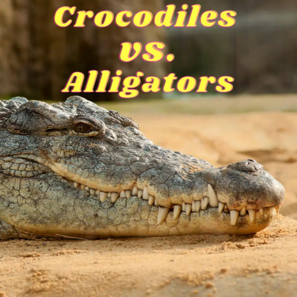 Crocodiles vs. Alligators: Unraveling the Mystery