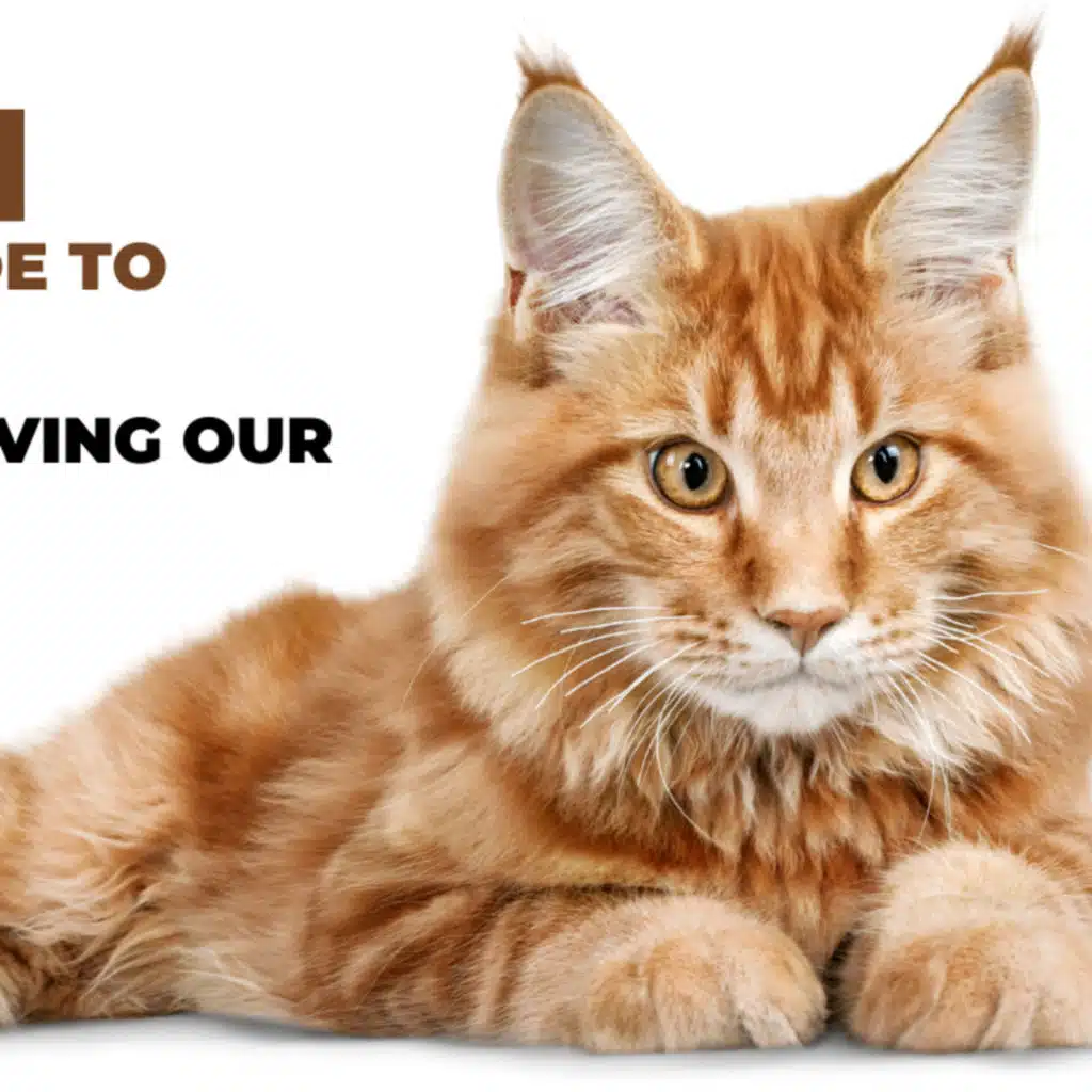 All About Cats - The Ultimate Guide to Understanding, Caring for, and Loving Our Feline Friends