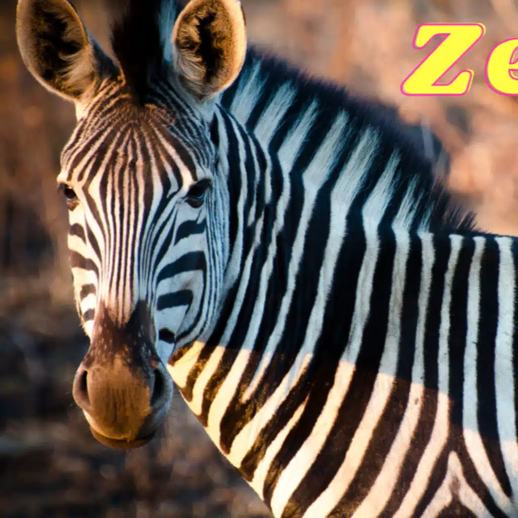All About Zebras: Nature's Striped Wonders
