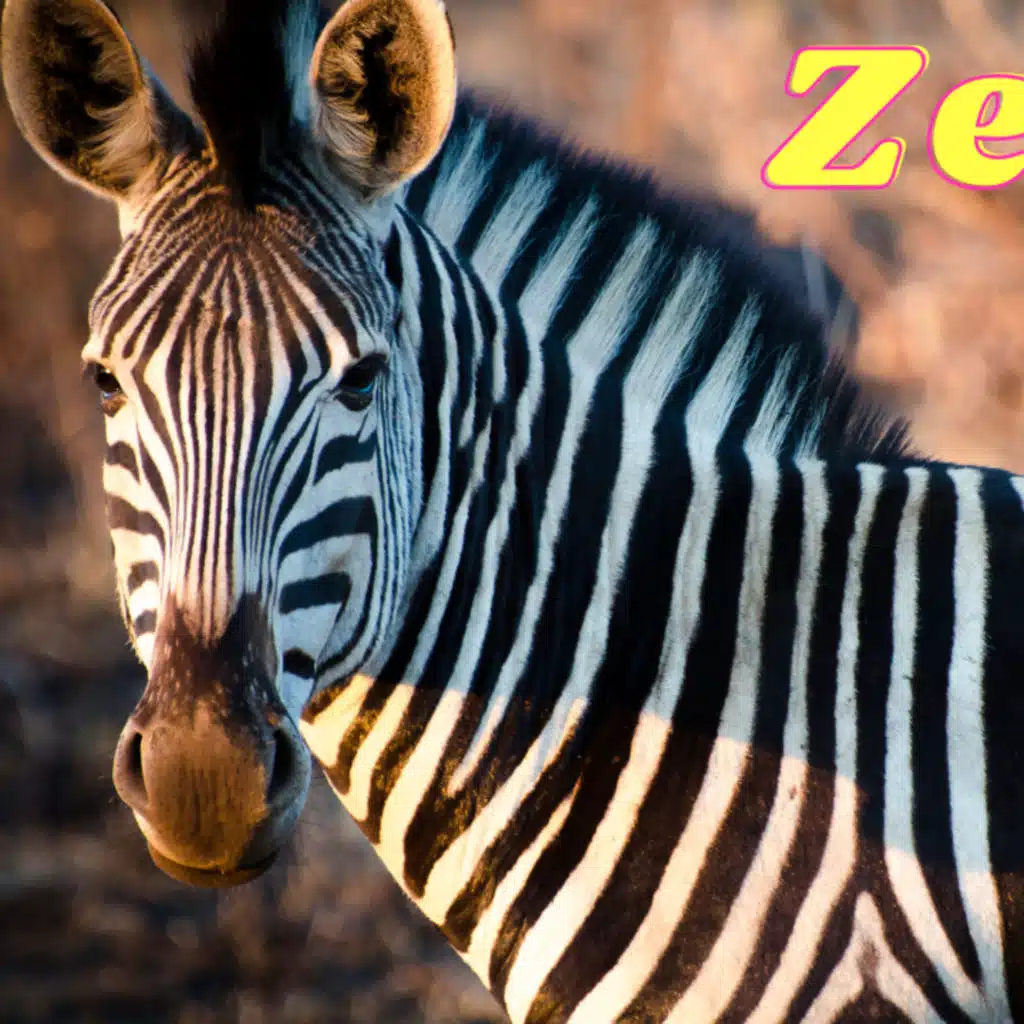 Taking Responsibility: Protecting Zebras and Their Habitats