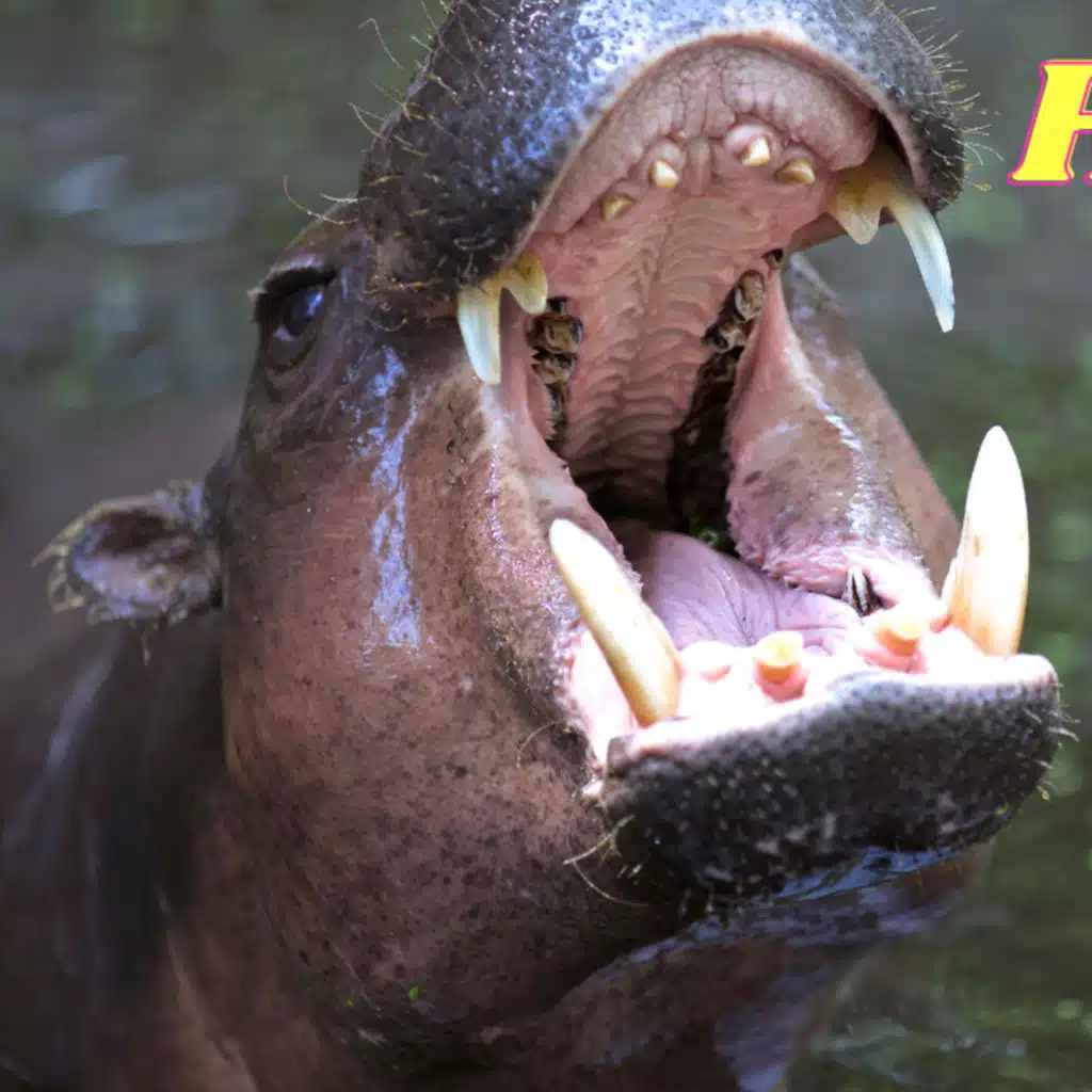 The Wonderful World of Hippos - All You Need to Know!