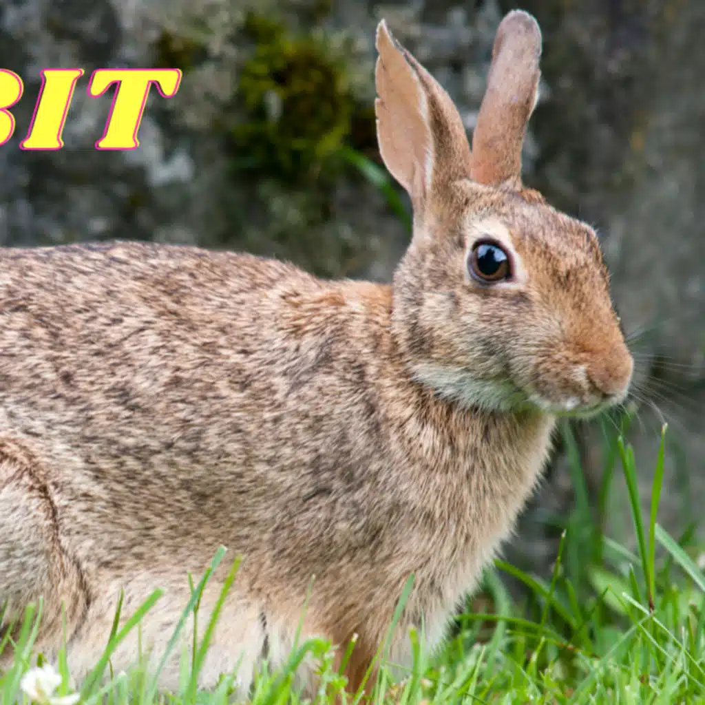 Learn all about rabbit why is smart animal in the world
