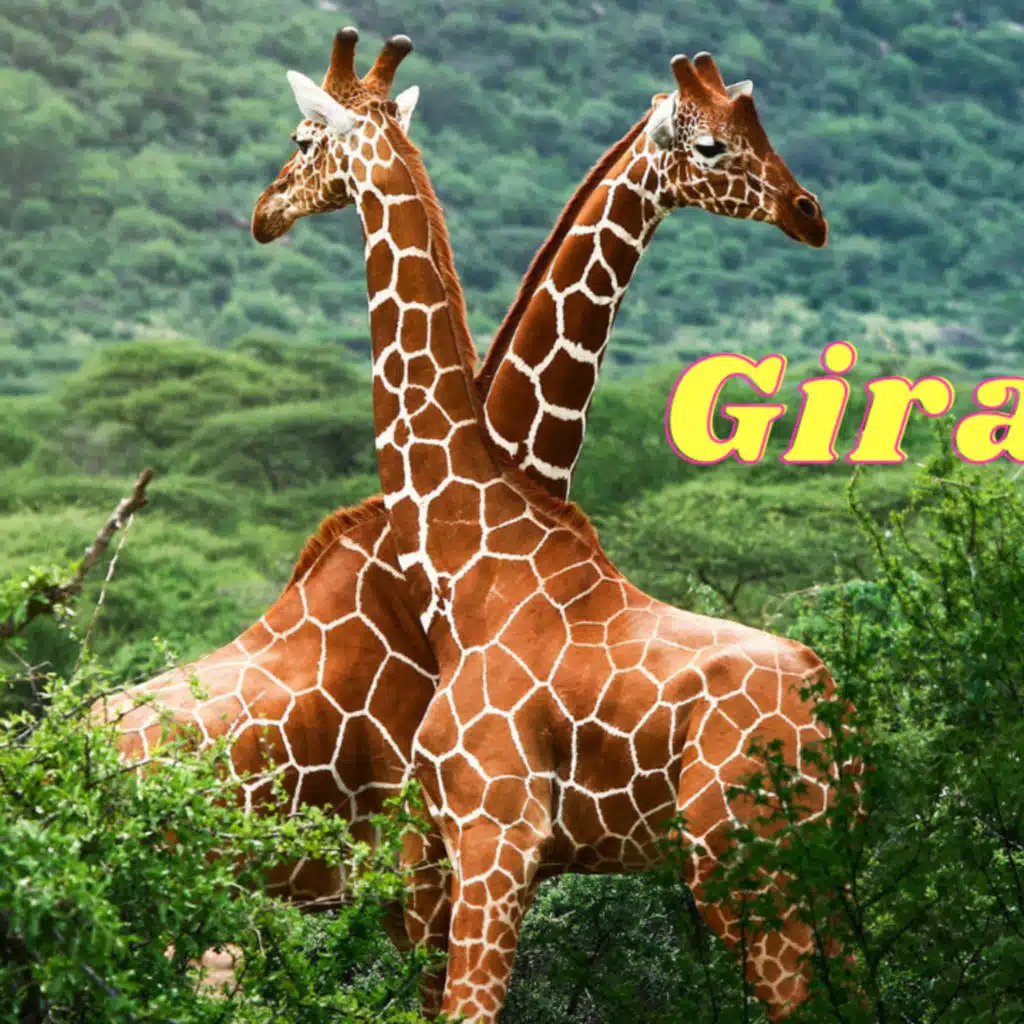Graceful Giants: Exploring the Majestic World of Giraffes and the Urgency of Their Conservation