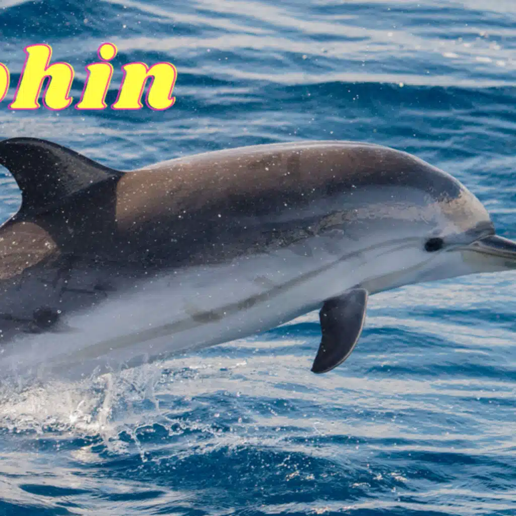 Do you know about dolphin, here is all about Dolphin