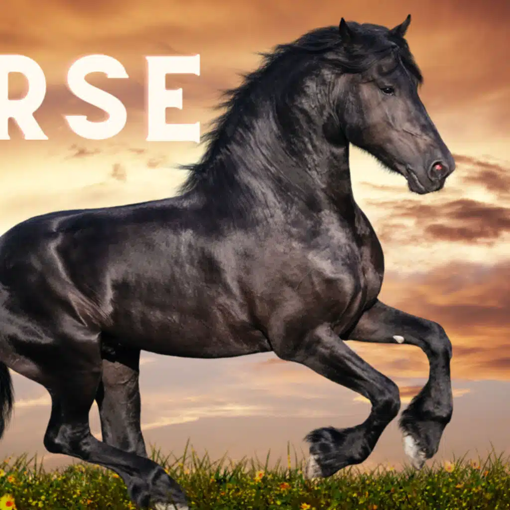 Horses: A Journey Through History, Behavior, and Care