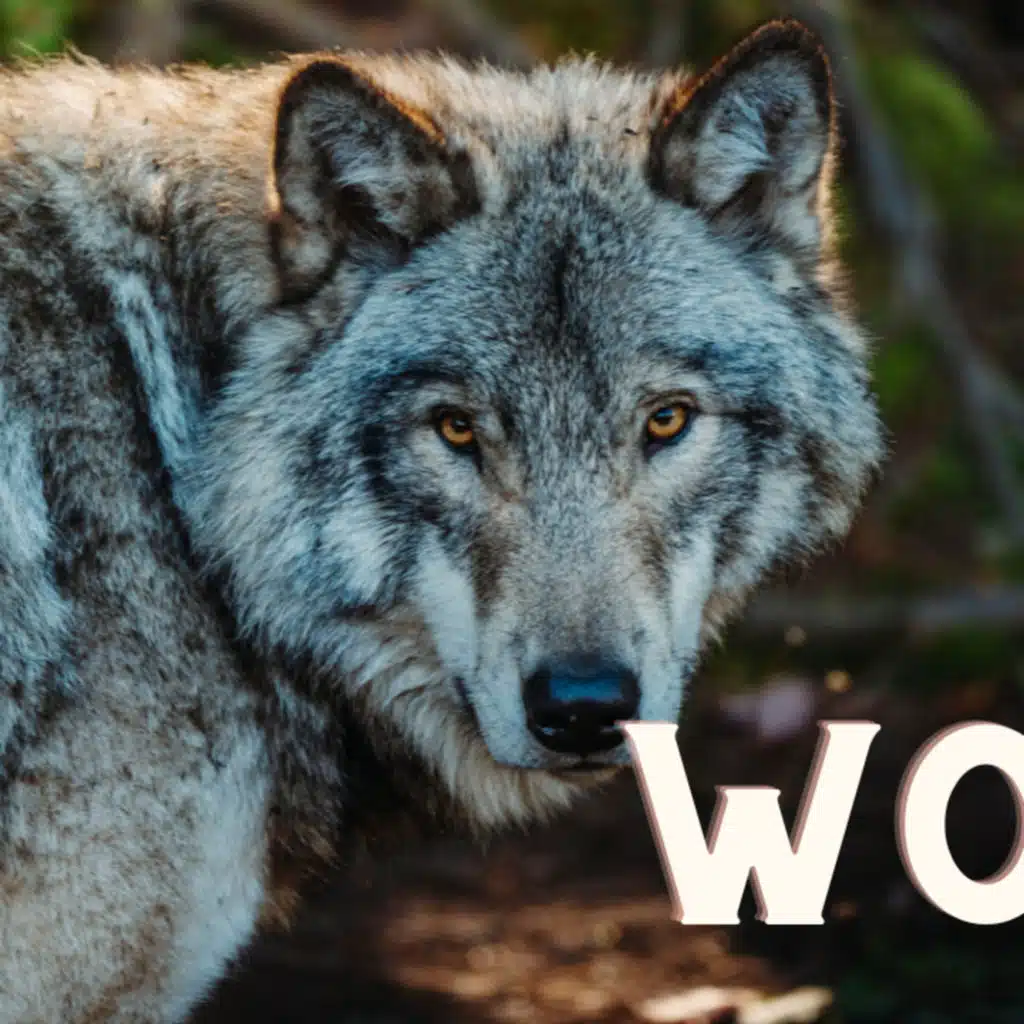 Surviving in the Wild: The Complex Social Structure of Wolves