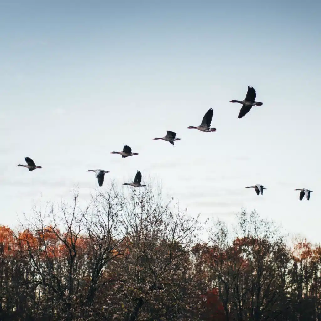 Klimawandel und Wildtierwanderungen - Wenn Tier neue Wege gehen müssen