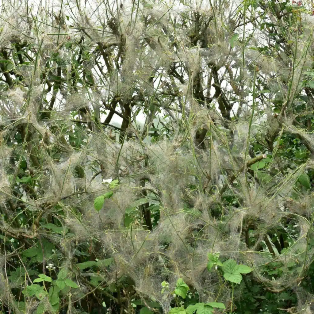 What’s behind the recent boom of silk webs?