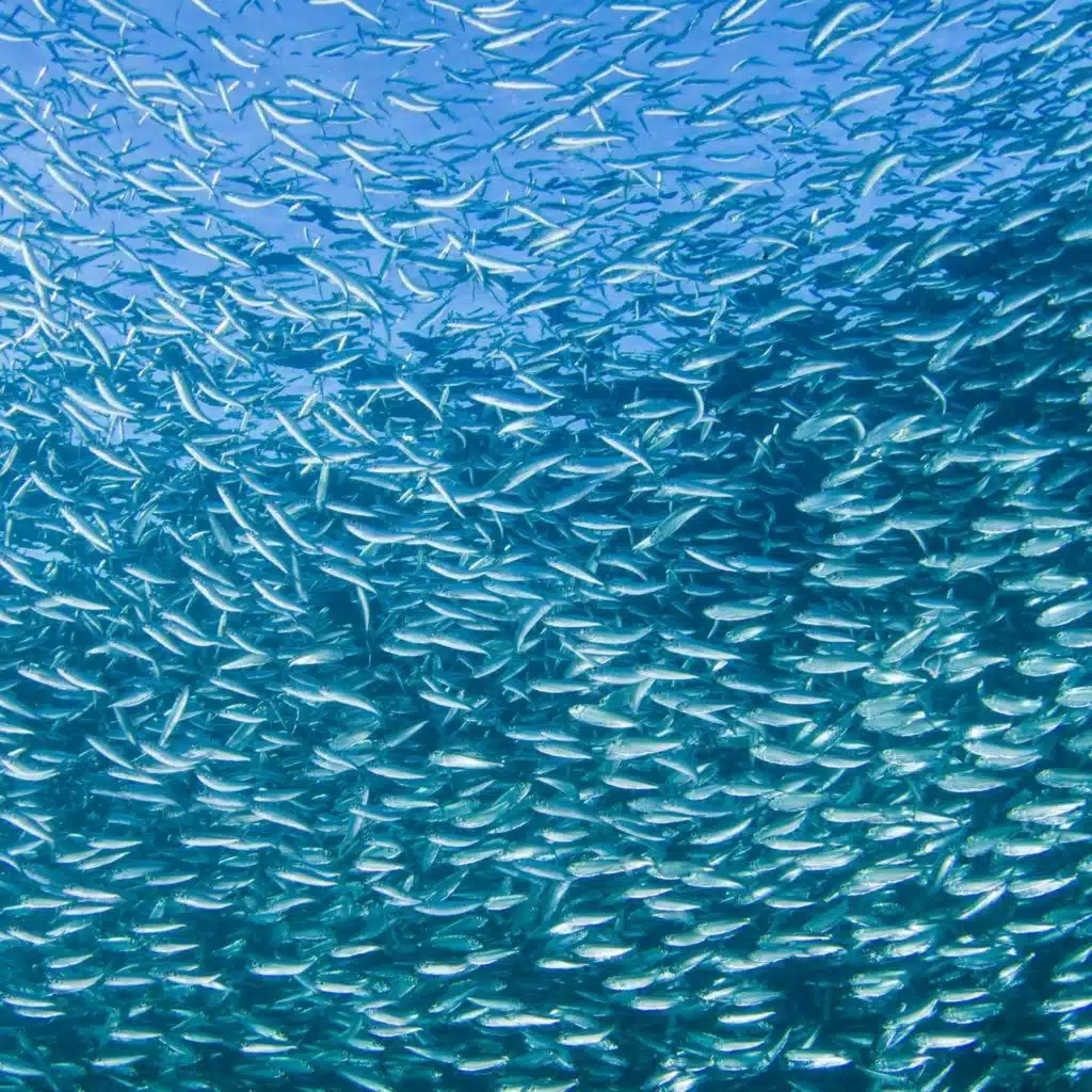 Green Scene: Overfishing is causing issues with herring