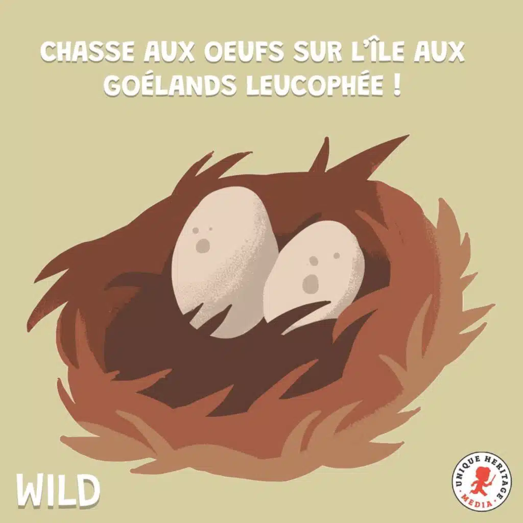 Chasse aux oeufs sur l'île aux goélands leucophée