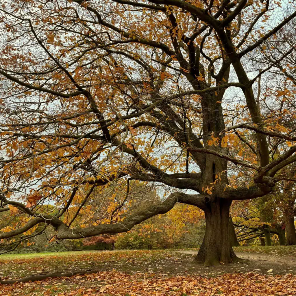 Under The Apple Tree