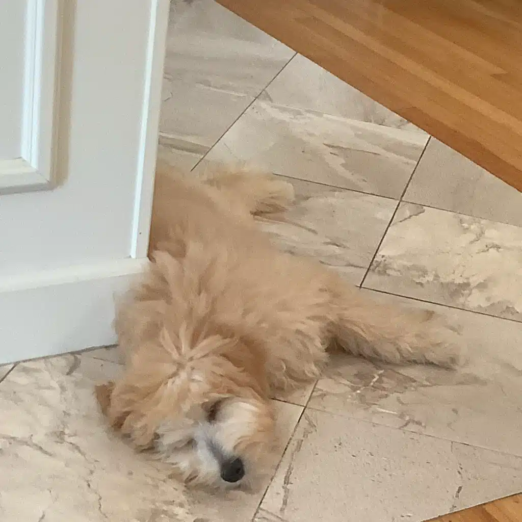 Adopt me Shout out to Stella and Kevin 