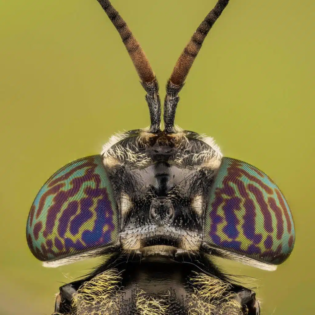 Fühlende Insekten - Made im Schmerz