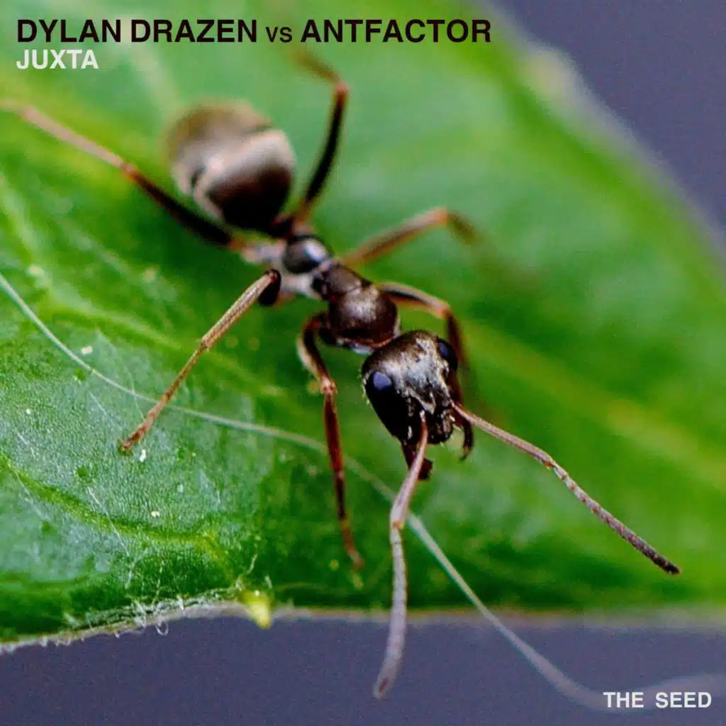 Antfactor & Dylan Drazen