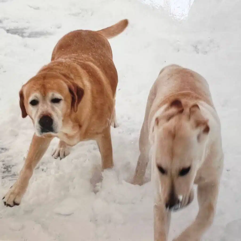 i don't think heaven is real but i hope i get to see my dogs again