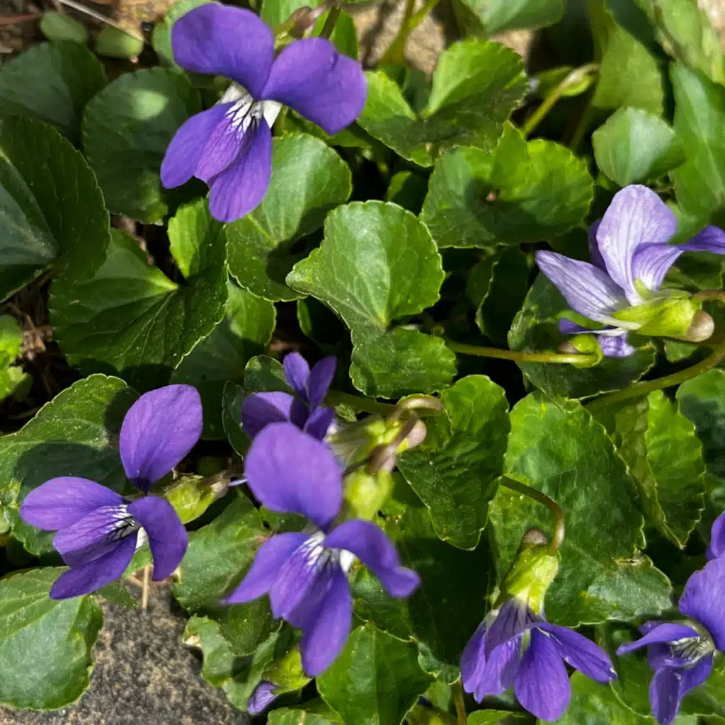 Visualization, spring plants and retreats!