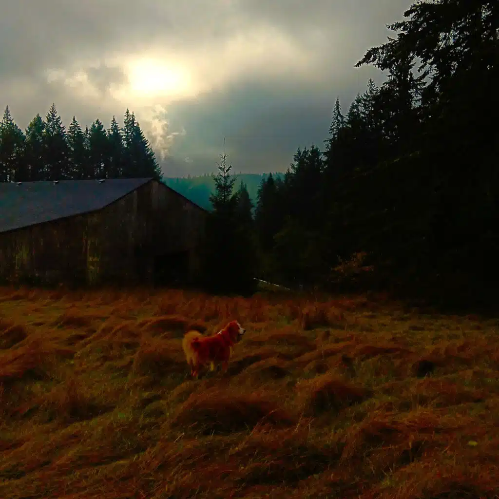 Autumn Again (Fucking Kid)/Feathers Eternal